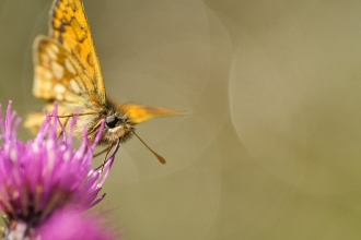 Chequered skipper