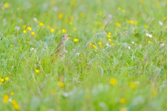 grass