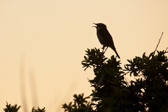 A sedge warbler silhouetted against a yellowing dawn sky
