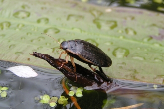 Water Beetle