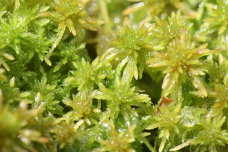 Sphagnum moss