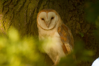 Barn Owl by tree