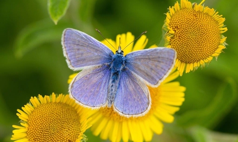 Common Blue Butterfly c. Matthew Hazleton