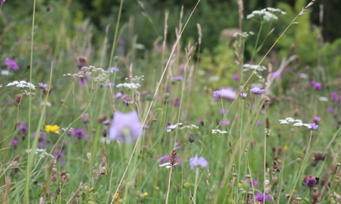 Wildflowers