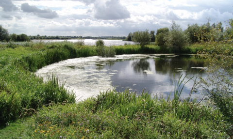Summer Leys