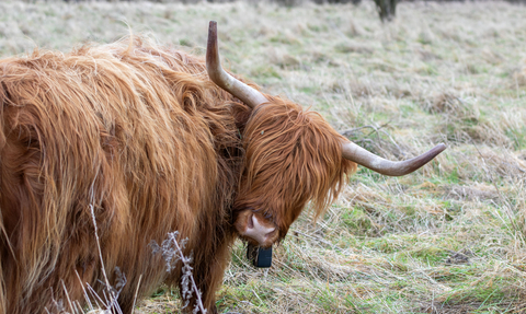 A ginger highland cow, looking over its shoulder towards the camera