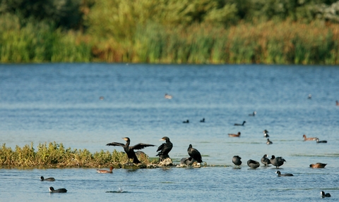 Summer Leys RNRP pic