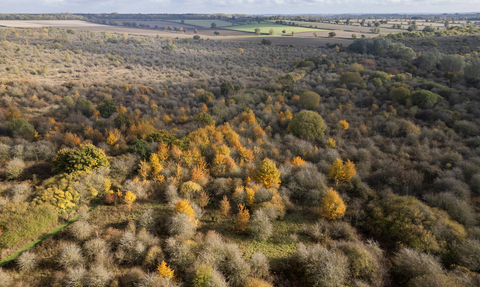 An aerial show of Strawberry Hill showing the scrubland turning into shades of gold and orange