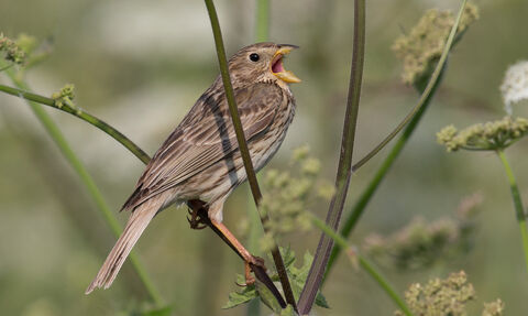 Corn bunting singing while perched on a plant