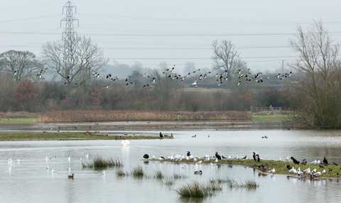 Summer Leys with lots of birds wading and flying overhead