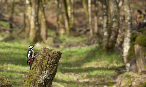 Great Spotted woodpecker (C) 