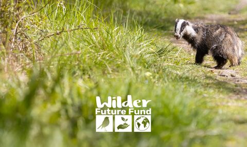 A young badger in the top left, looks back to camera. In the foreground is grass and the Wilder Future Fund Logo is displayed.
