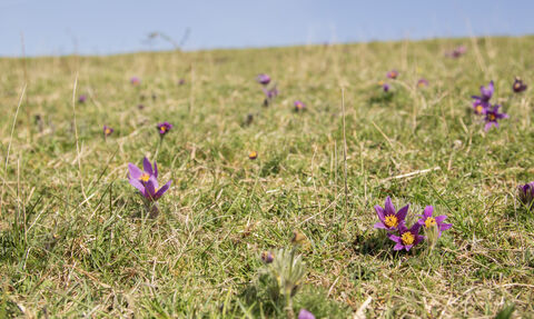 A close up view on the ground of a meadow, with a sliver of blue sky visible at the top. Purple pasque flowers in full bloom can be seen dotted around on the meadow. 