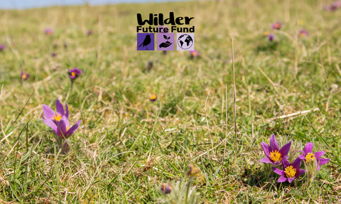 Purple Pasqueflowers in a meadow with the wilder future fund logo at the top