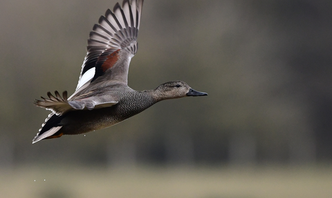A Gadwall duck mid flight, wings out flying from left to right