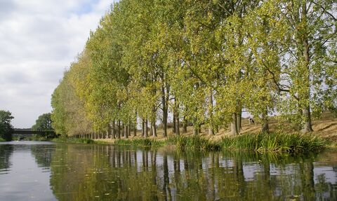 An image taken from the middle of the river nene, showing a tree-lined riverbank.