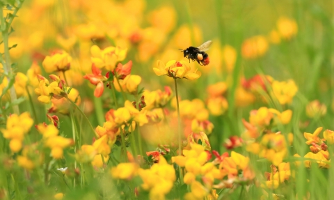 Red-tailed bumblebee on bird's foot trefoil