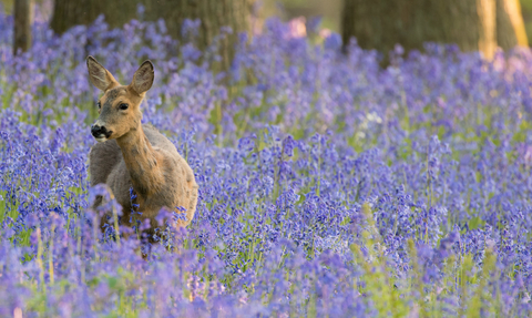 Bluebells Donald Sutherland