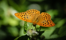 Silver-washed Fritillary_Gamlingay Wood NR_Sarah Lambert_17Jun2014