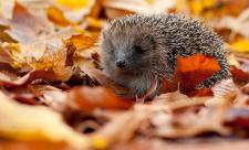 Hedgehog - Tom Marshall