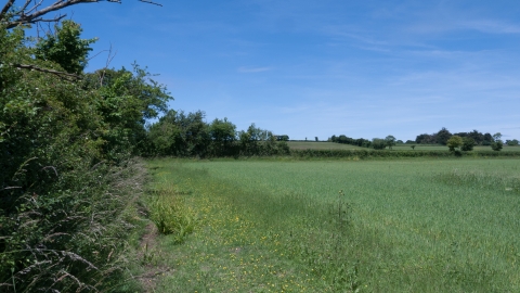 Farmland hedgerow