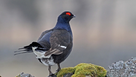 Male black grouse