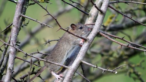 Brown rat