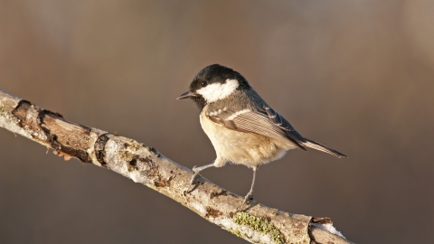 Coal tit