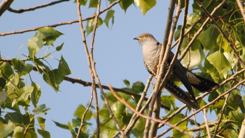 Cuckoo