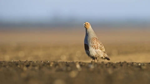 Grey partridge