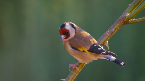 Goldfinch