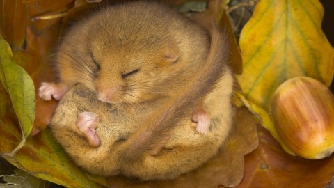 Hazel dormouse