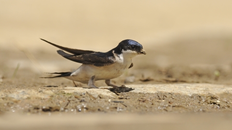 House martin