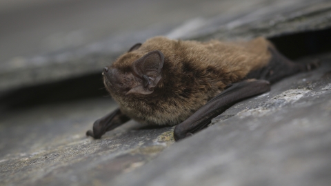 Leisler's bat