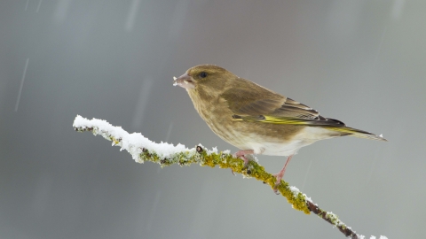 Greenfinch