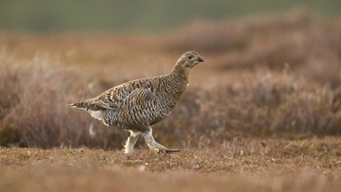 Female black grouse