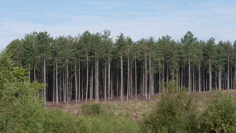 Coniferous plantation