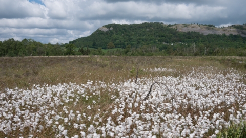 Raised bog