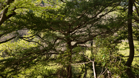 Beech and yew wood