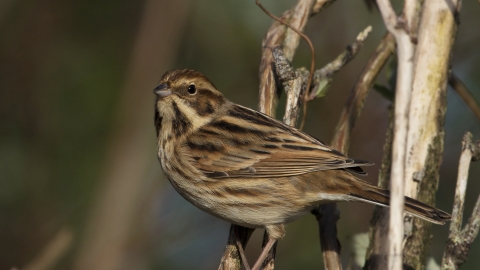 Reed Bunting