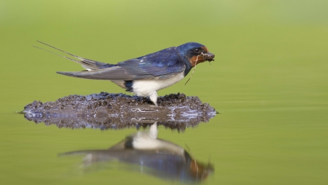 Barn swallow