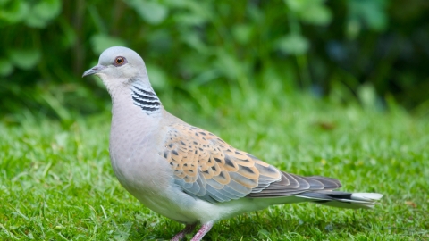 Turtle dove