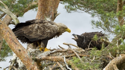 White-tailed eagle with chick