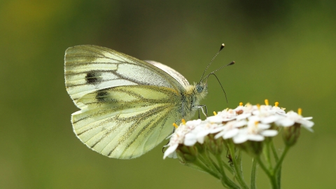 Green-veined White