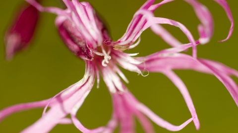 Ragged-Robin