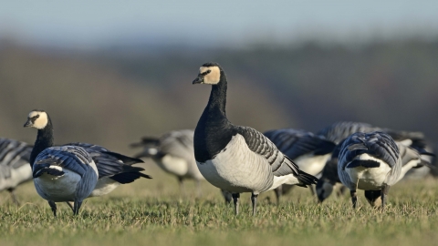 Barnacle Goose