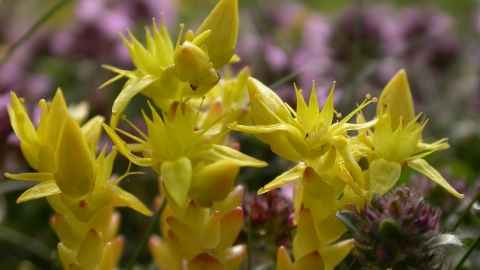 Biting Stonecrop