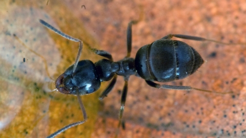 Black Garden Ant