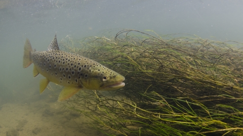 Brown Trout