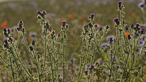 Spear Thistle